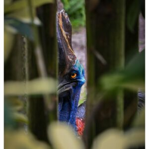 Cassowary bird with bleed border