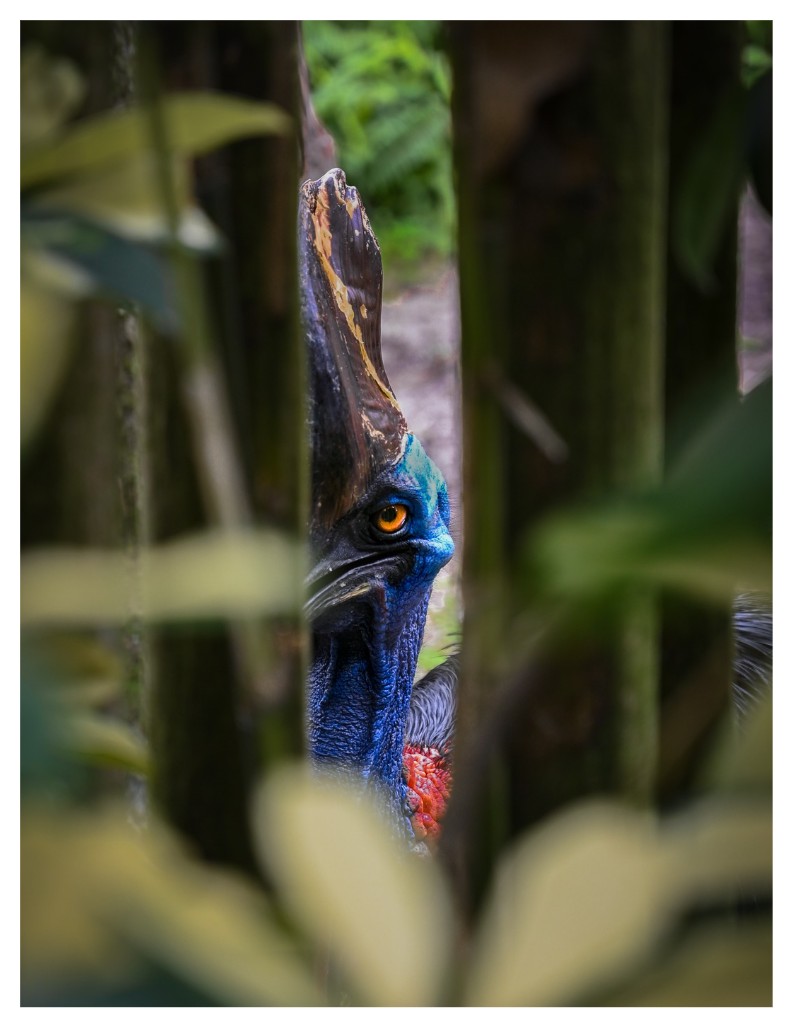 Cassowary bird with bleed border