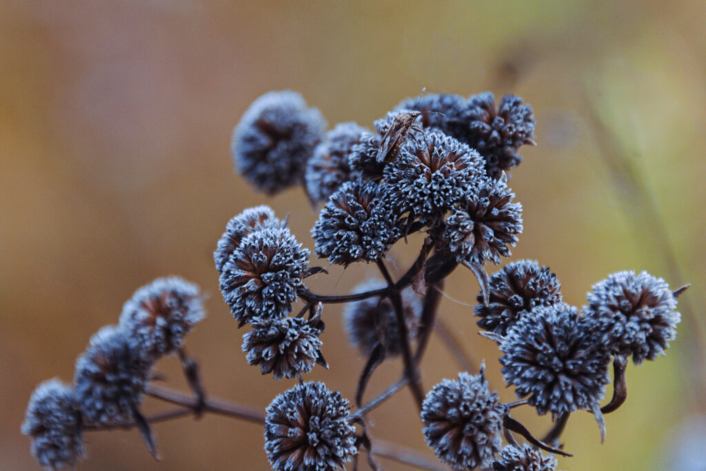 many hands light work bug on dry plants
