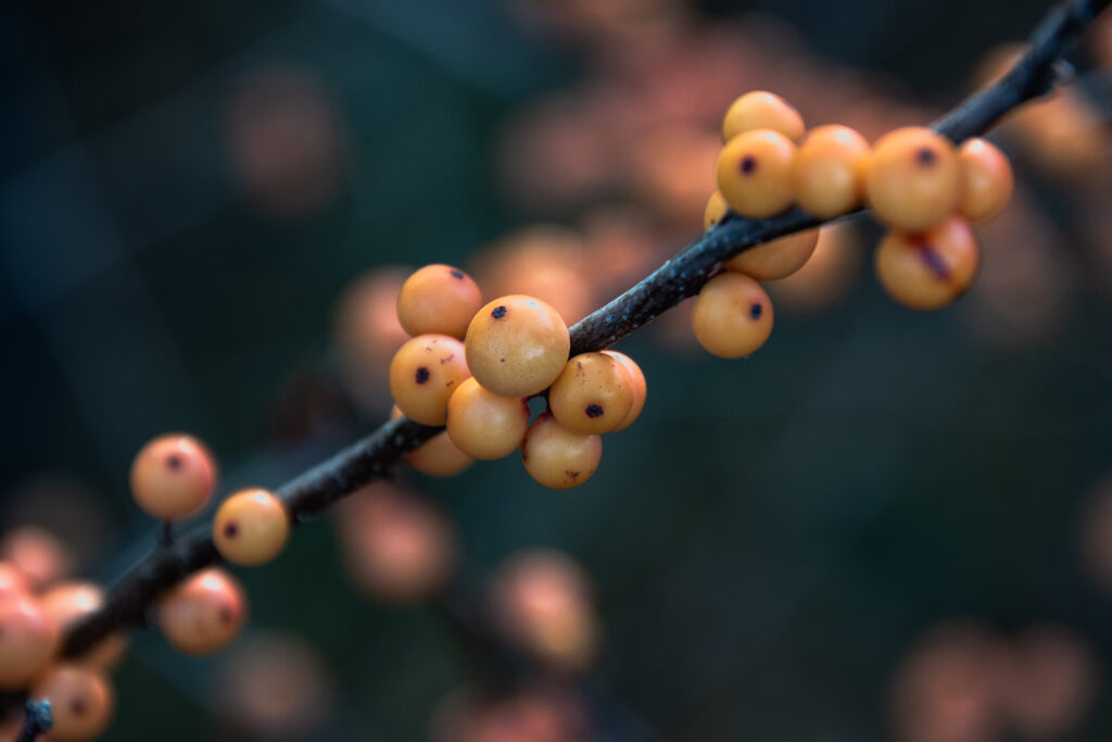 bright berries on a bush in DC