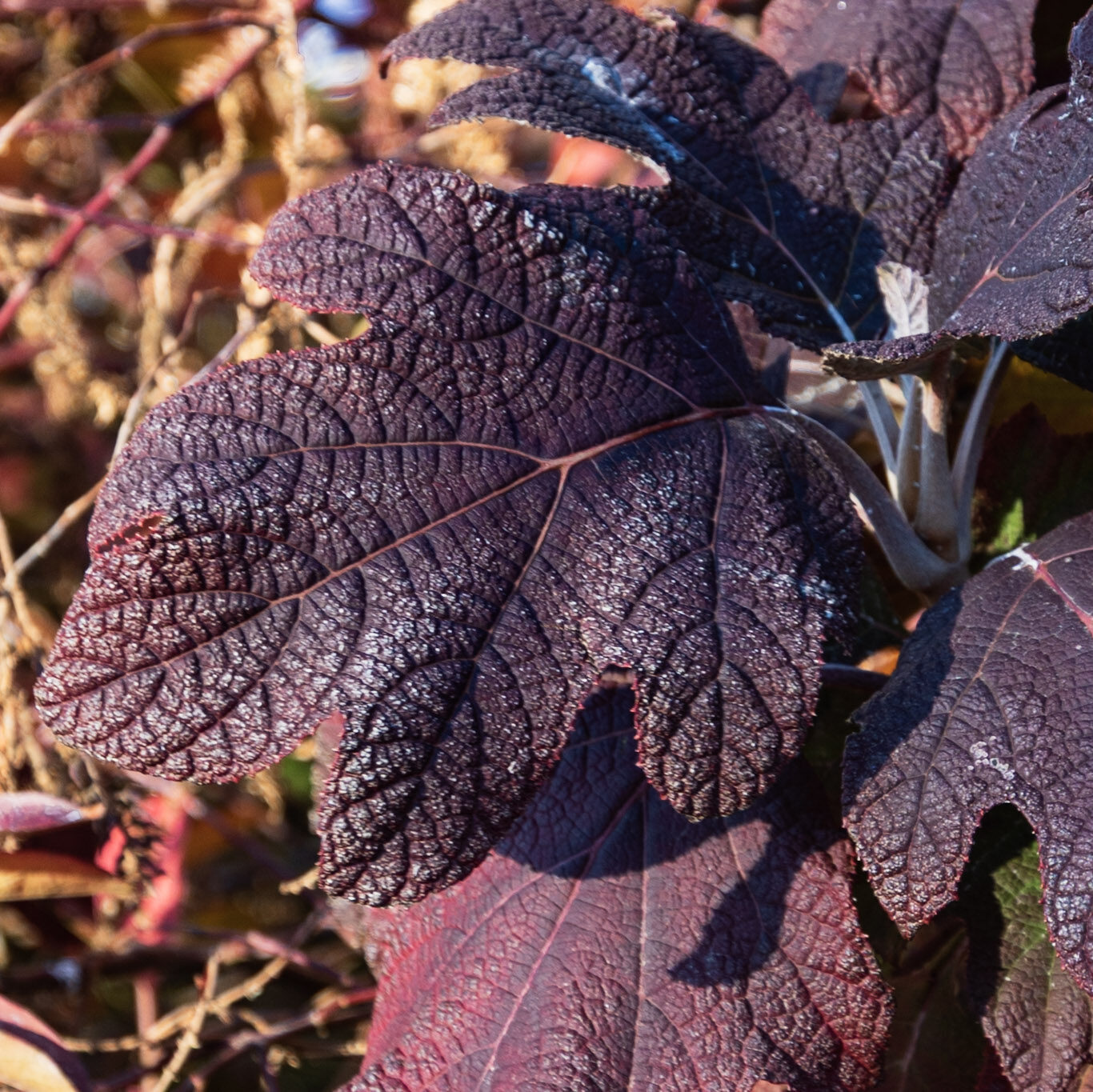 fig tree in autumn DC