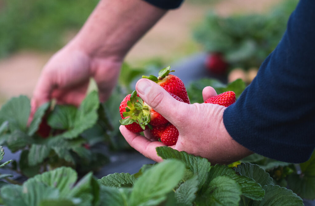 serving others harvesting berries