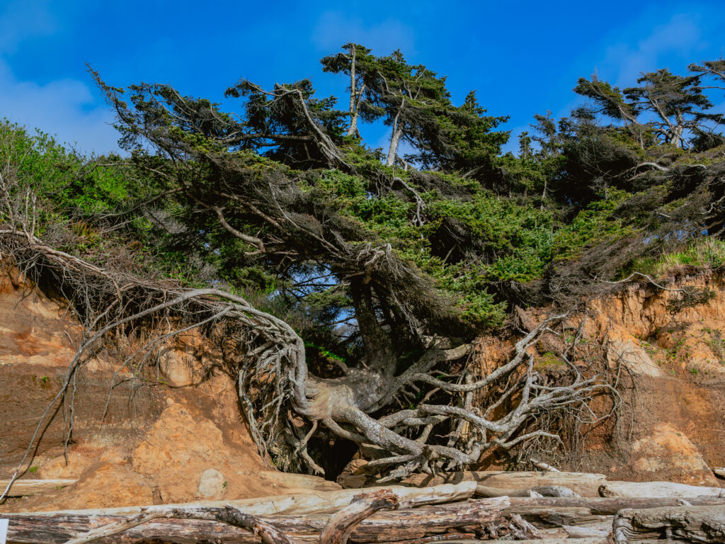 the tree of life clings on in Washington state
