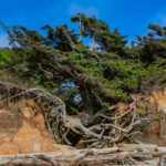 the tree of life