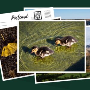 postcard sample pack