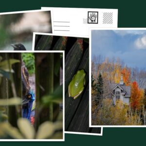 vertical postcard sample pack of 5
