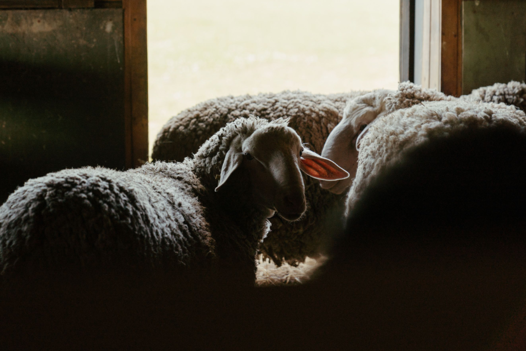 sheep photograph by cottonbro